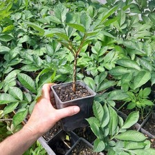 Plant amorphophallus konjac d'occasion  Brest