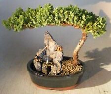 Juniper bonsai tree for sale  Patchogue