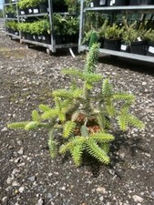 Spanish fir aurea for sale Spanish fir aurea for sale  CHORLEY