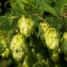 Humulus lupulus hop for sale  IPSWICH
