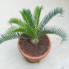 Encephalartos longifolius 15x1 usato  Napoli