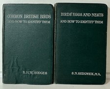 British birds eggs for sale  UK