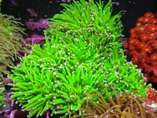 Bright green purple for sale  CLACTON-ON-SEA
