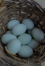 Uova feconde fertili usato  Crotone