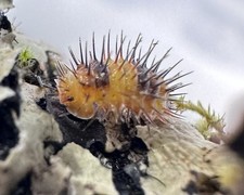Durian spiky isopods for sale  Santa Fe