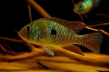 Geophagus brasiliensis cichlid for sale  Haslet