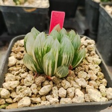 Haworthia demon claw usato  Porto Cesareo