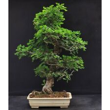 Graines aubepine crataegus d'occasion  Agen