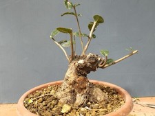 Bonsai mirto 24x13cm usato  Pagani