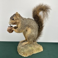 Vintage taxidermy squirrel for sale  Cullman