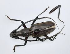 Cerambycidae hoplocerambyx sev gebraucht kaufen  Wadern