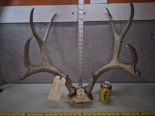 Big wild 10point for sale  Valley City