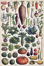 Vegetables identification prin for sale  LONDON