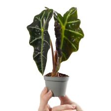 Baby elephant ear for sale  UK