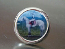 Desert orchid horse for sale  PAIGNTON