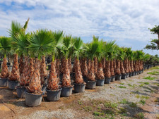 Washingtonia robusta palm for sale  GREENFORD