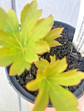 Mukdenia rossii unusual for sale  WIGTON