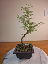 E60 swamp cypress for sale  TROWBRIDGE
