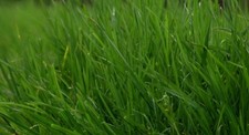 Cat grass cocksfoot for sale  LONDON