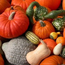Graines légumes héritage d'occasion  Candé