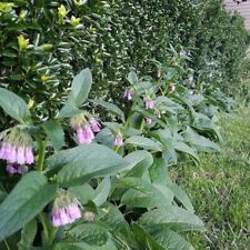 Live russian comfrey d'occasion  Expédié en Belgium
