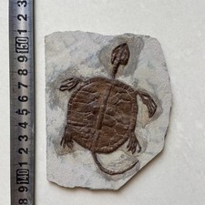 Fossile paleontologico giurass usato  Spedire a Italy