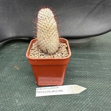 Mammillaria perezdelarosae for sale  EASTBOURNE