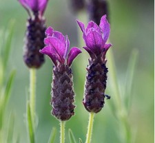 Lavender french bandera for sale  BOSTON
