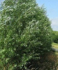 Hybrid willow trees for sale  Russell