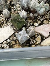 Cactus astrophytum miryostigma usato  Trevenzuolo