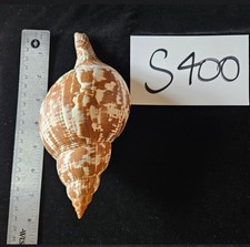 Seashell banded tulip for sale  Warner Robins