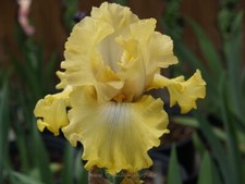 Schwertlilie iris land gebraucht kaufen  Markt Bibart