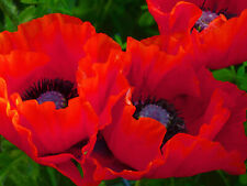 Roter türkischer riesenmohn gebraucht kaufen  Stralsund-Umland I