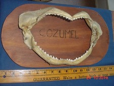 shark mount for sale shark mount for sale Bothell