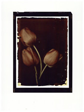 Tulipes autochrome tirage d'occasion Tulipes autochrome tirage d'occasion  Pagny-sur-Moselle