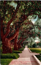 Cartão postal Pepper Tree Walk Pasadena California Scenic Walkway Trees DB, usado comprar usado Cartão postal Pepper Tree Walk Pasadena California Scenic Walkway Trees DB, usado comprar usado  Enviando para Brazil