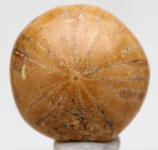 echinoid for sale echinoid for sale Tucson
