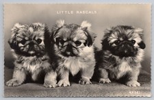 Little rascals pekingese for sale  UK
