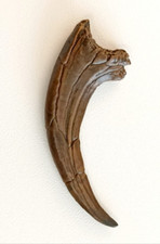 Replica dinosaur claw for sale  GLASGOW