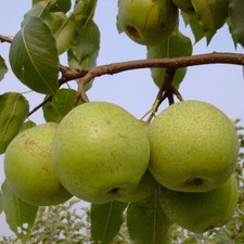 Nashi mischiratz nashibaum gebraucht kaufen  Detmold