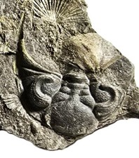 British dalmanitidae trilobite for sale  TELFORD