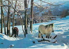 Animaux chevaux image d'occasion  Fruges