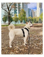 White jindo dog for sale  Wyoming