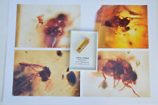 Amazing insects traped for sale  UK
