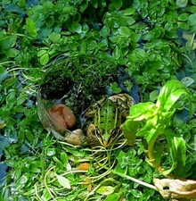 Miniatur teich petrischale gebraucht kaufen  Erfweiler, Ludwigswinkel, Schönau