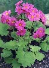 Primula heucherifolia healthy for sale  COCKBURNSPATH