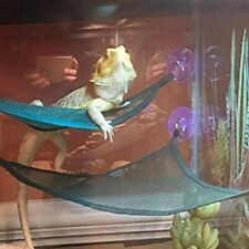 2pcs bearded dragon for sale  MELKSHAM