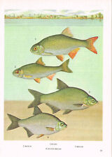 Rudd roach bream for sale  DEREHAM