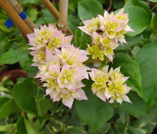 Bougainvillea double white for sale  Shipping to Ireland