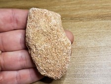 Theropod dinosaur bone for sale  SOLIHULL